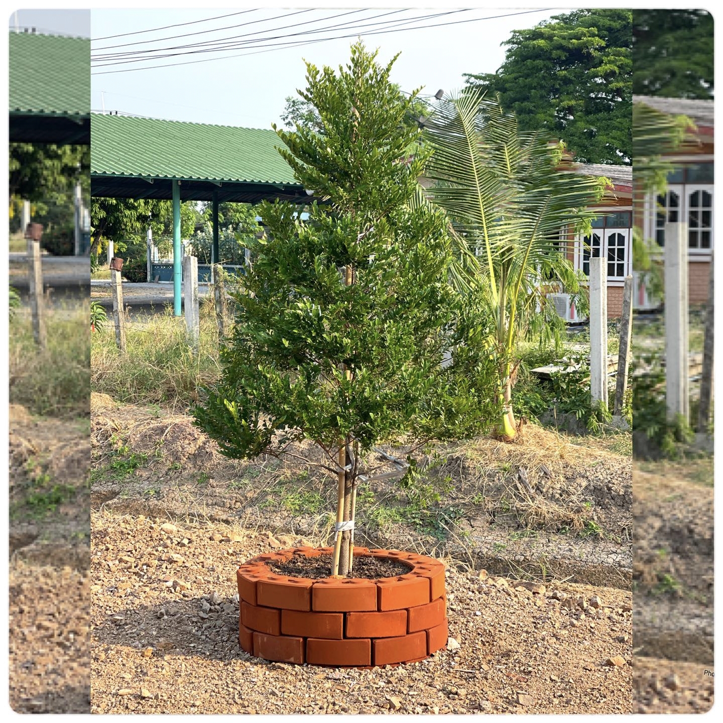 สูง 60cm ต้นล่ำซำ ต้นหูหนู หรือ ต้นสั่งทำ Black Ebony tree / iamnahpahcin