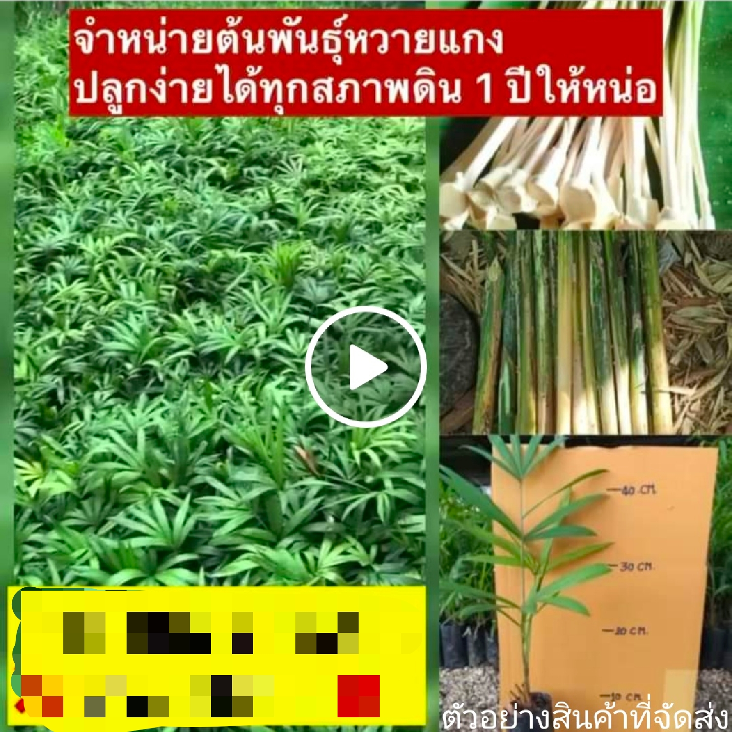 (10ต้น)(ขาย ต้นพันธุ์) ต้นหวาย กล้าหวาย ต้น กล้า หวาย หนามขาว