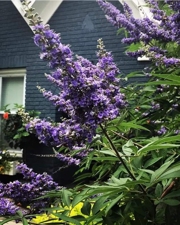 (1ต้น) ต้นไวเท็กซ์ Chaste Berry ไวเท๊กซ์ แอกนัส แคสตัส Vitex Vitex Agnus Castus / ศรัณย์รักษ์ สำเนา