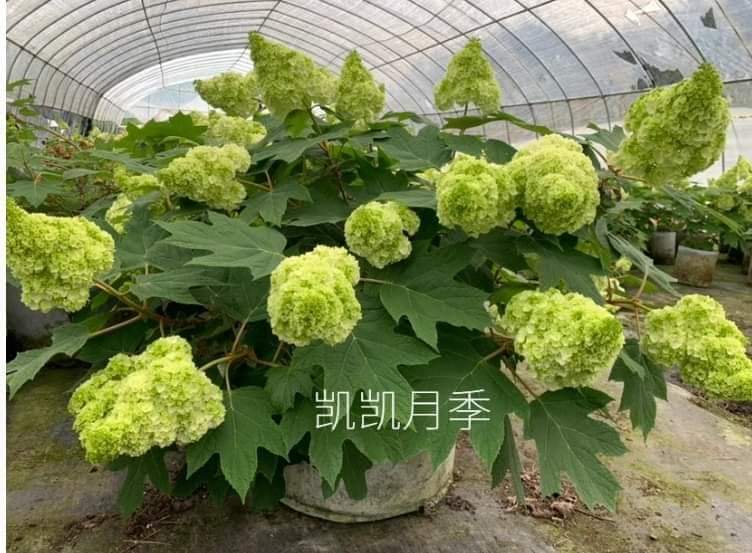 (1ต้น) ต้น โอ๊คลีฟ ไฮเดรนเยีย ไฮเดรนเจีย โอ๊กลีฟ ไฮเดรนเยียโอ๊กลีฟ Oak Leaf Hydrangea Harmony