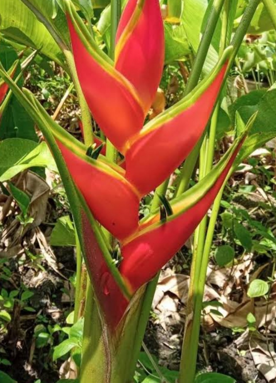 (1ต้น) ต้นทาโร่ Heliconia stricta cv Sharonii เฮลิโคเนีย heliconia / Tinutda
