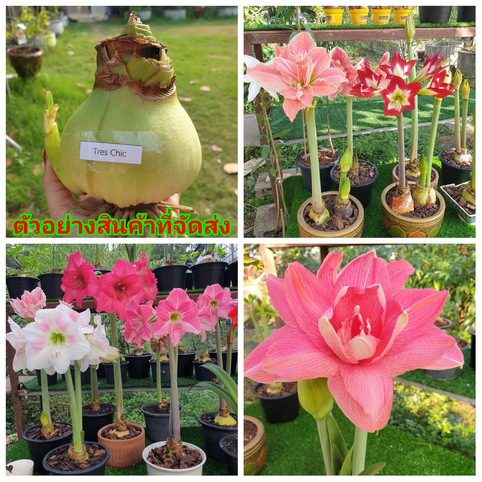 (ขาย หัวพันธุ์) มี20สีดอกให้เลือก ว่านสี่ทิศ ว่าน4ทิศ แม่ตาล