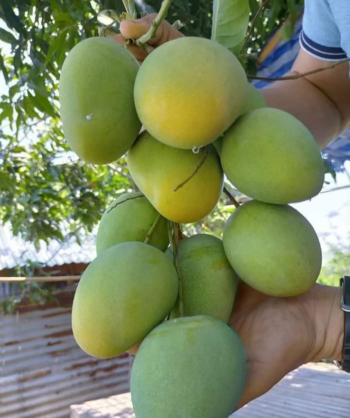 ต้นมะม่วงตลับนาคใบด่าง ต้นมะม่วงตลับนาค ต้นมะม่วง ใบด่าง ทาบกิ่ง Mango tree with variegated leaves / apahcin