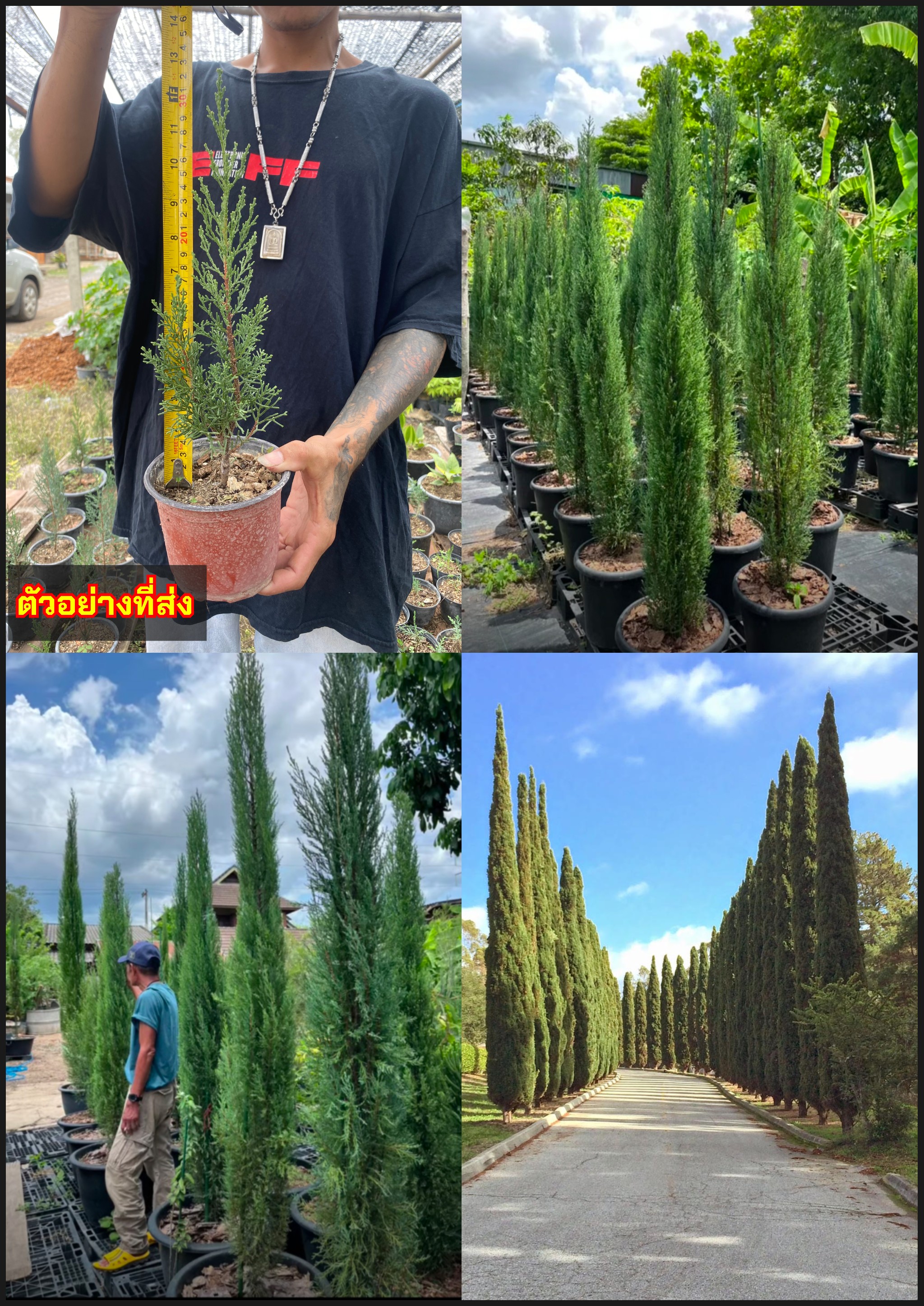 สูง25-30cm เพาะเมล็ด ต้นสนดินสอ Pencil Pine Italian Cypress / ayniris