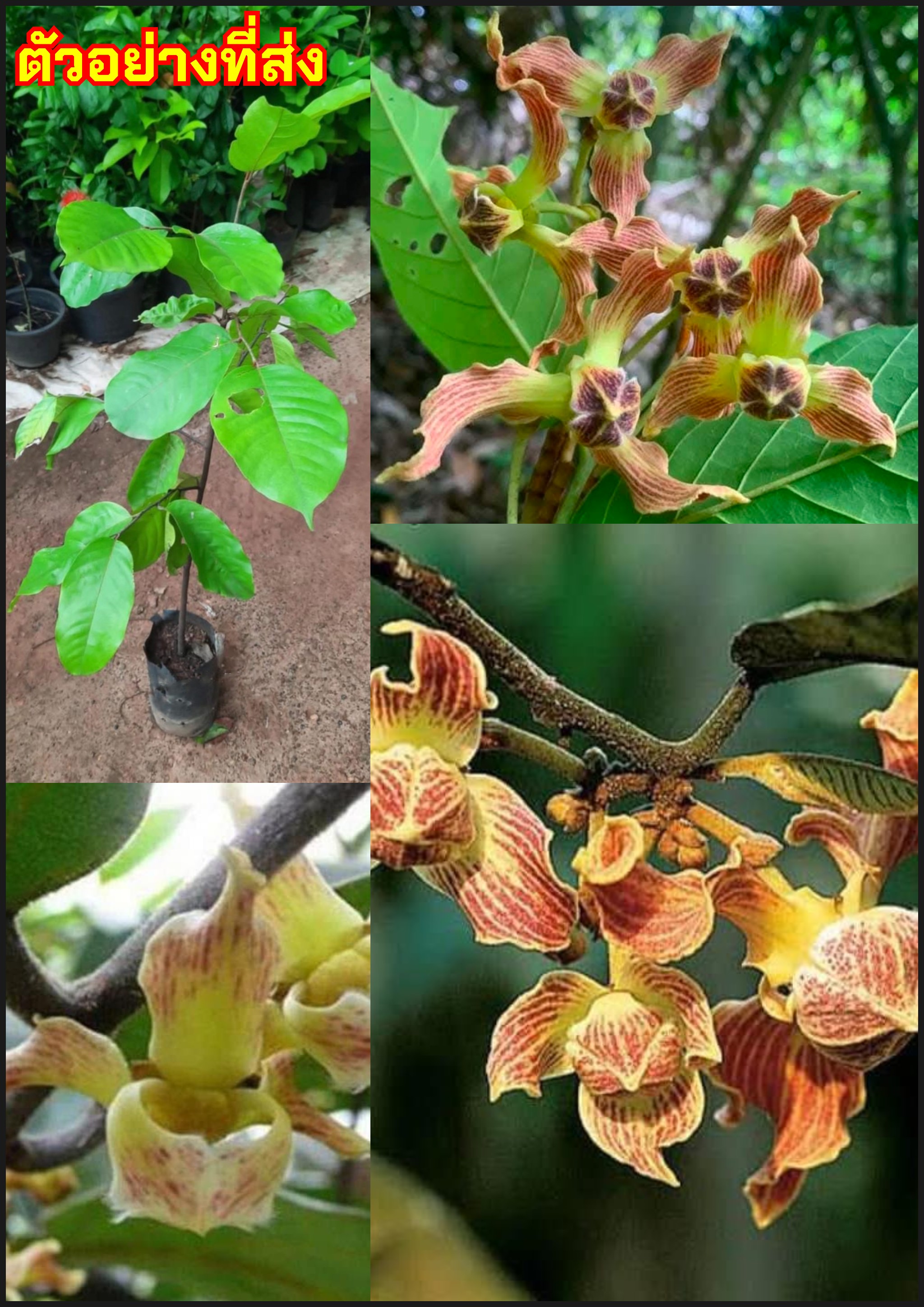 ตันนางแดง นางแดง ทาบกิ่ง ต้นสูง 100cm Mitrephora maingayi Hook.f. & Thomson