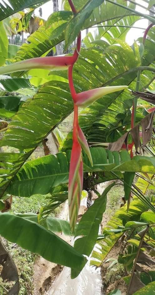 (1หน่อ)(ขาย หน่อพันธุ์) ดอก ต้น หน่อ เหง้า sexy scarlet columbine sexy cat pale pink heliconia เฮลิโคเนีย เซ็กซี่ แคท Nokair