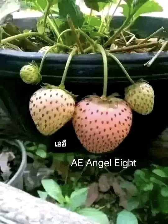 มี 17 สายพันธุ์ ต้น สตอเบอรี่ ต้นสตอเบอรี่ strawberry tree อากิฮิเมะ Akihime Aromas AE Angel Eight fronteras พิมพ์วรัตน์ พิ้งค์รูบี้ กาซาน่า Gasana Favette สวีทชาลี sweetcharlie Flavia from Italy Eweebreed แพรวา ดอกชมพู ราบิด้าพิ้ง Rabida Pink อเมริกันจัม