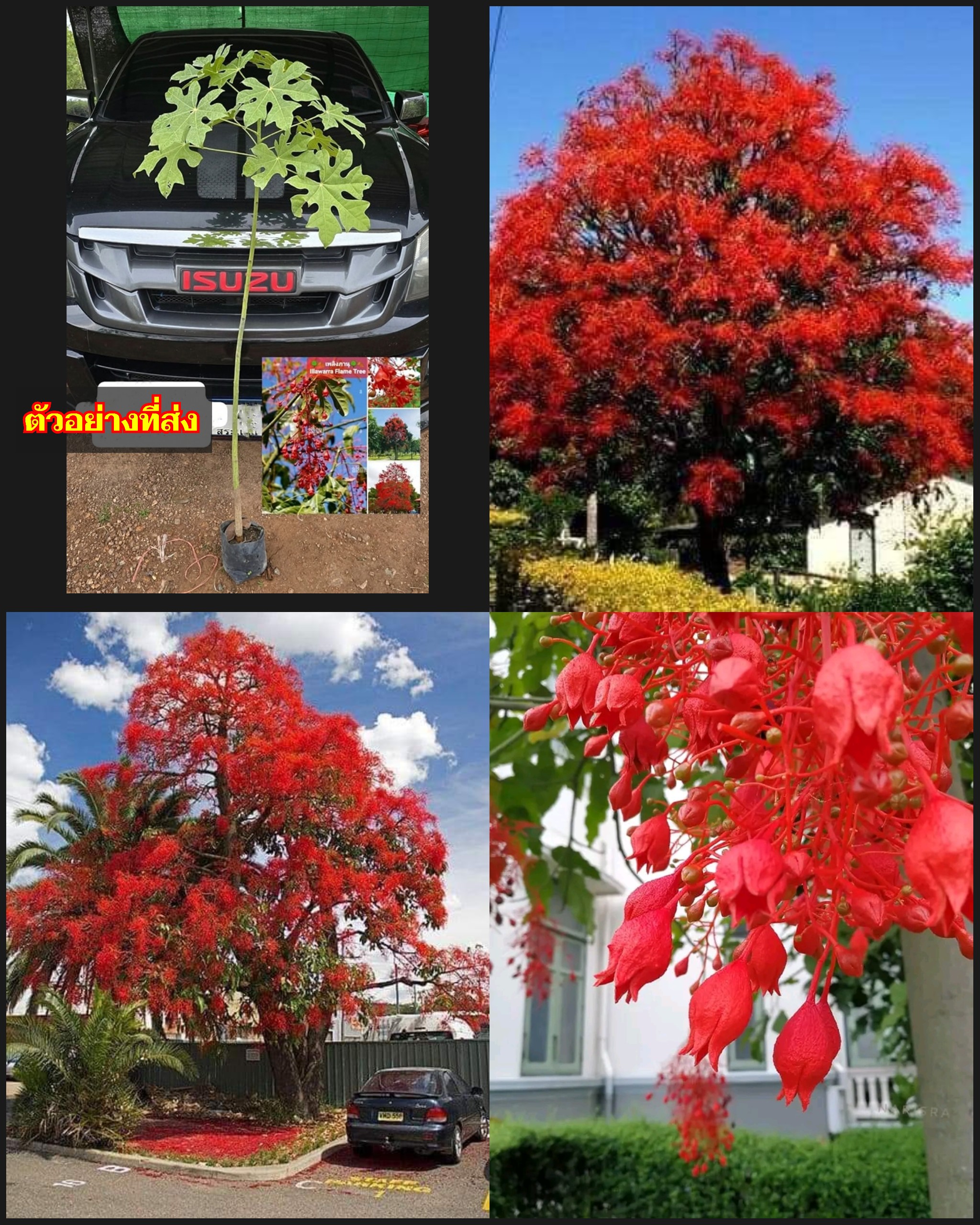 ต้นสูง 150cm ดอก ต้นเพลิงภานุ ต้น เพลิงภาณุ flame tree Brachychlton acerifollus Illawarra /apahcin / eedwattan