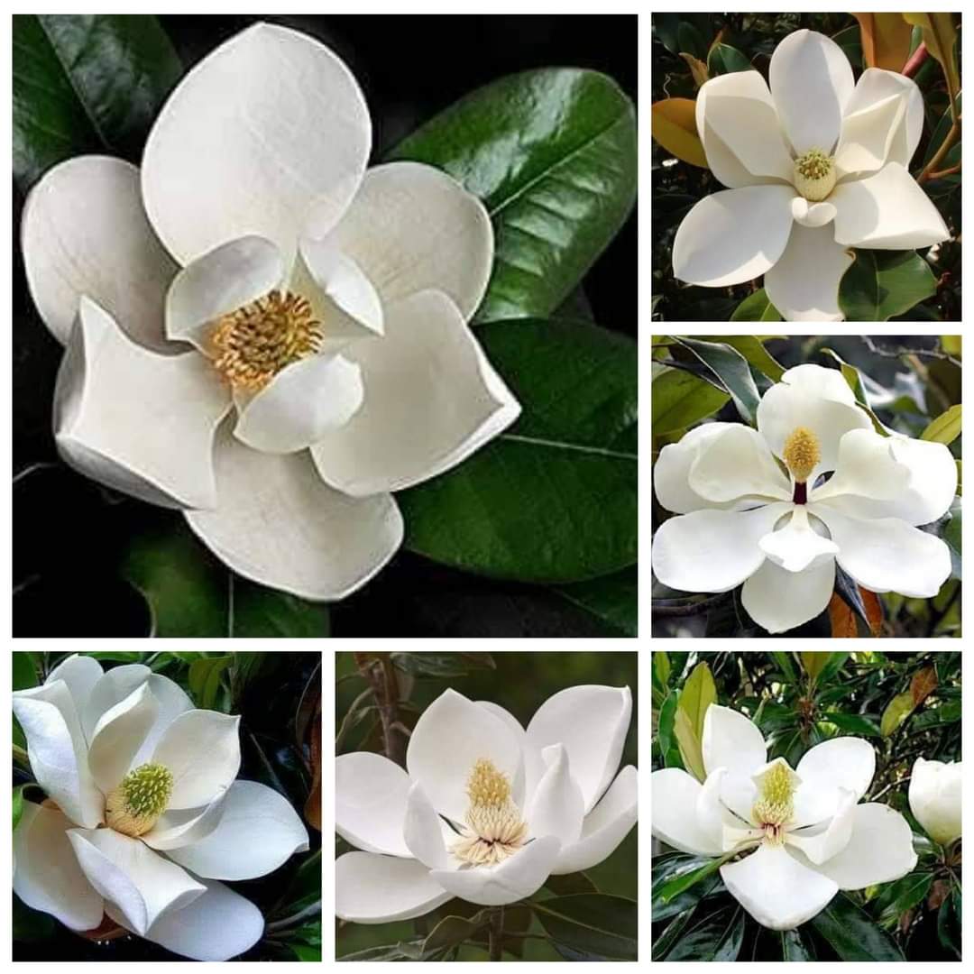 (1ต้น) สูง 80cm ต้น แมกโนเลีย แกรนด์ดิฟฟอร่า Magnolia grandiflora ตอนกิ่ง / Navin