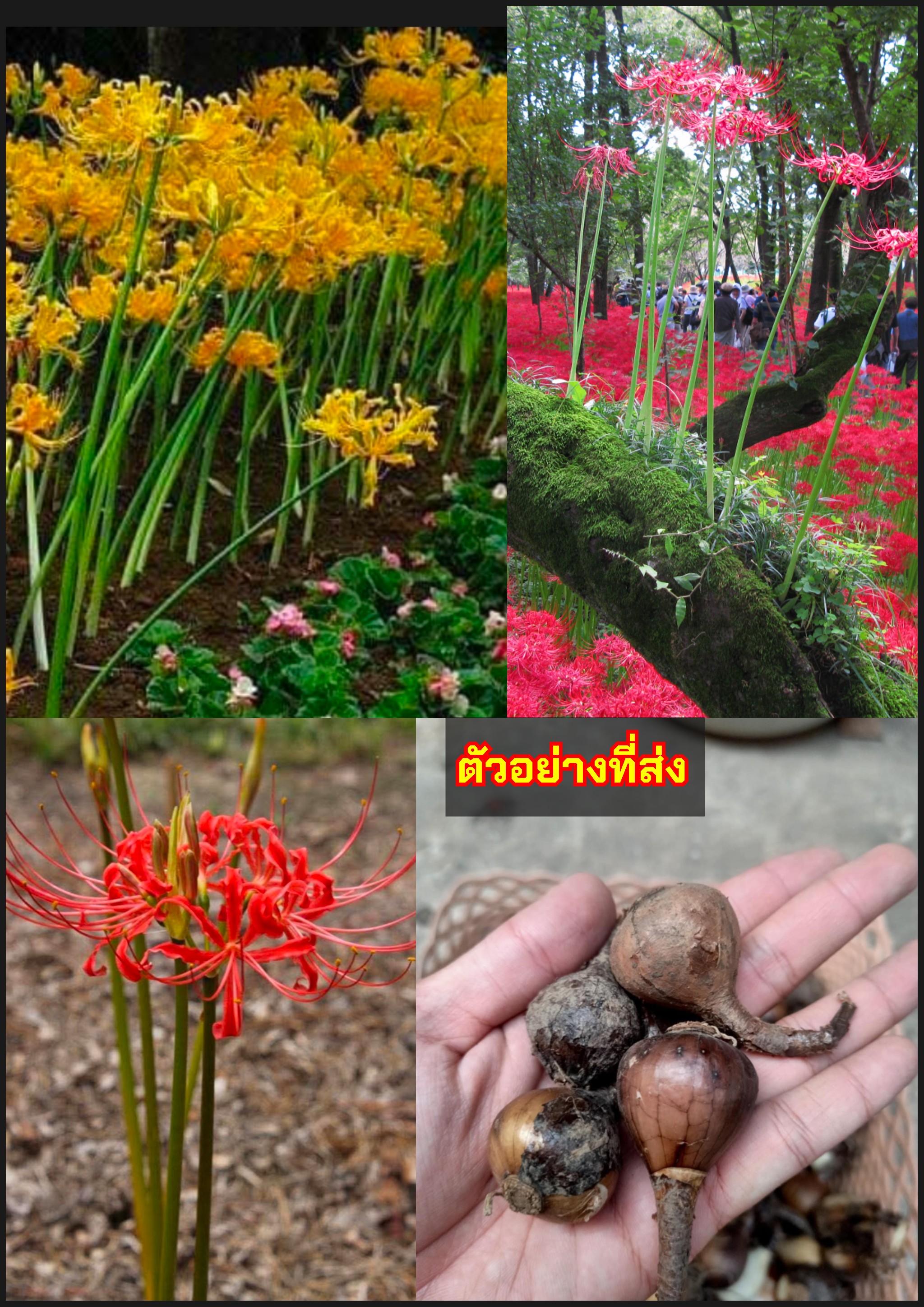 หัว ฮิกังบานะ พลับพลึงแมงมุม บัวดินญี่ปุ่น หัวลิลลี่แมงมุม Higanbana yellow Golden Spider Lily Lycoris aurea สีเหลือง สีแดง / tikarus