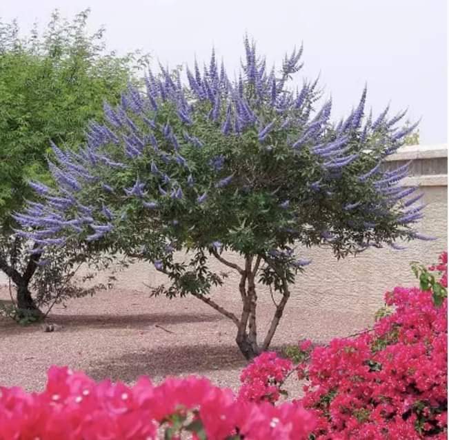 (1ต้น) ต้นไวเท็กซ์ Chaste Berry ไวเท๊กซ์ แอกนัส แคสตัส Vitex Vitex Agnus Castus / ศรัณย์รักษ์ สำเนา