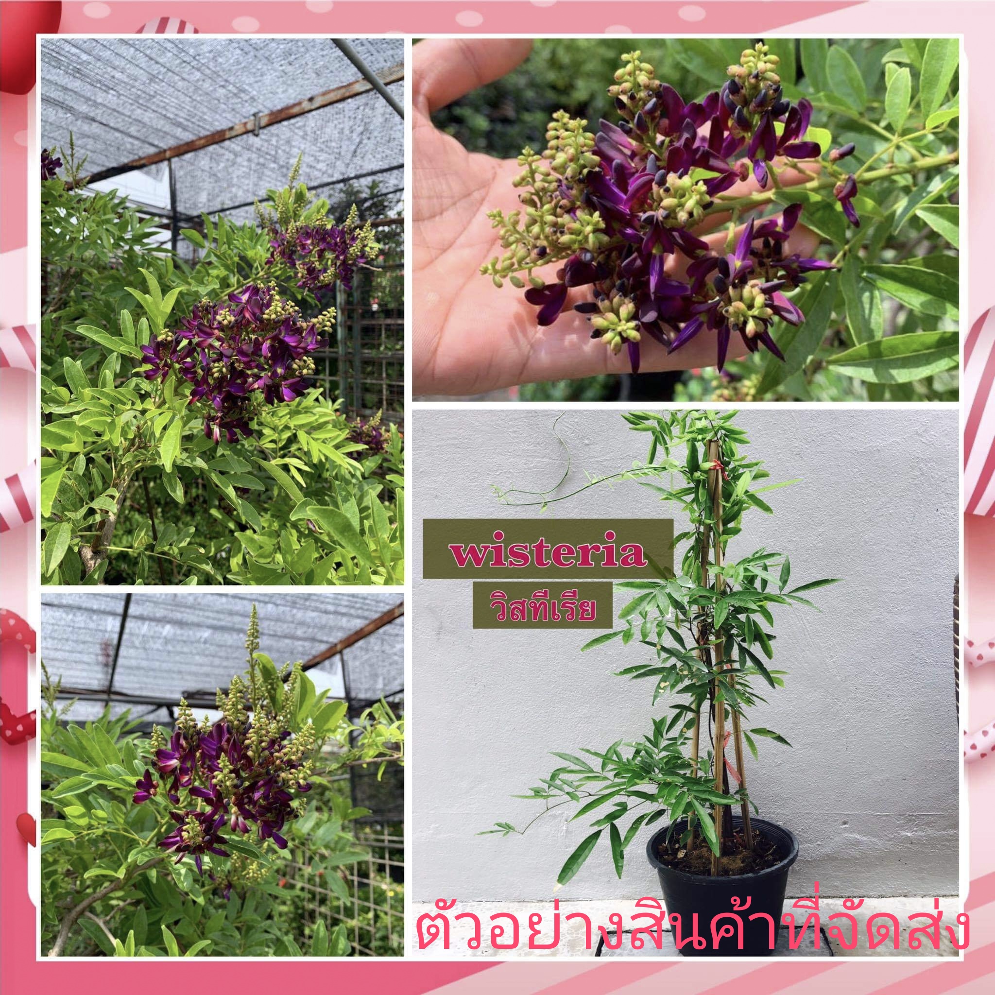 (ขาย ต้นพันธุ์) ต้น ดอก วิสทิเรีย wisteria ราชินีแห่งไม้เลื้อย ต้นวิสทิเรีย กรูเกษตรโลกสวย