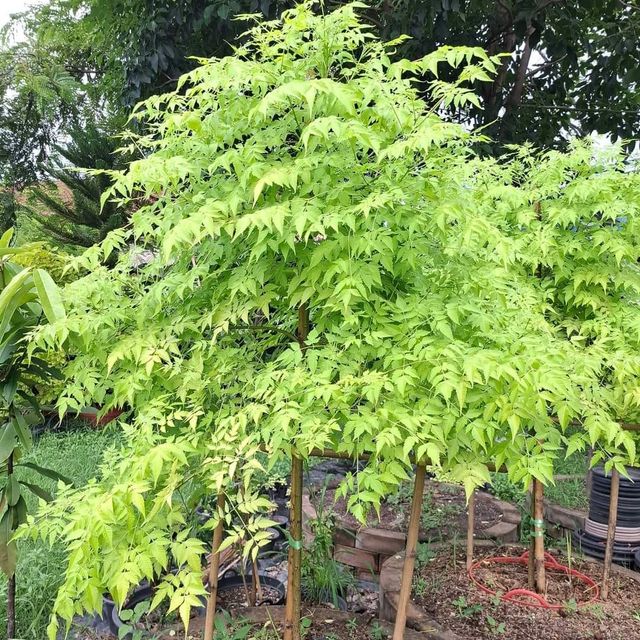 (1ต้น) ต้น เกษมณีสีทอง เมเปิ้ลเขียว เมเปิ้ลไทย Melia azedarach เลี่ยนทอง นารี เกรียน เฮี่ยน เลี่ยนดอกม่วง ลำเลี่ยน ลั้วะ โขวหนาย ขู่เลี่ยน ขู่เลี่ยนซู่ Bastard cedar, Bead tree Chaina tree Chinaball tree Persian lilac White cedar Melia azedarach L / Pongk