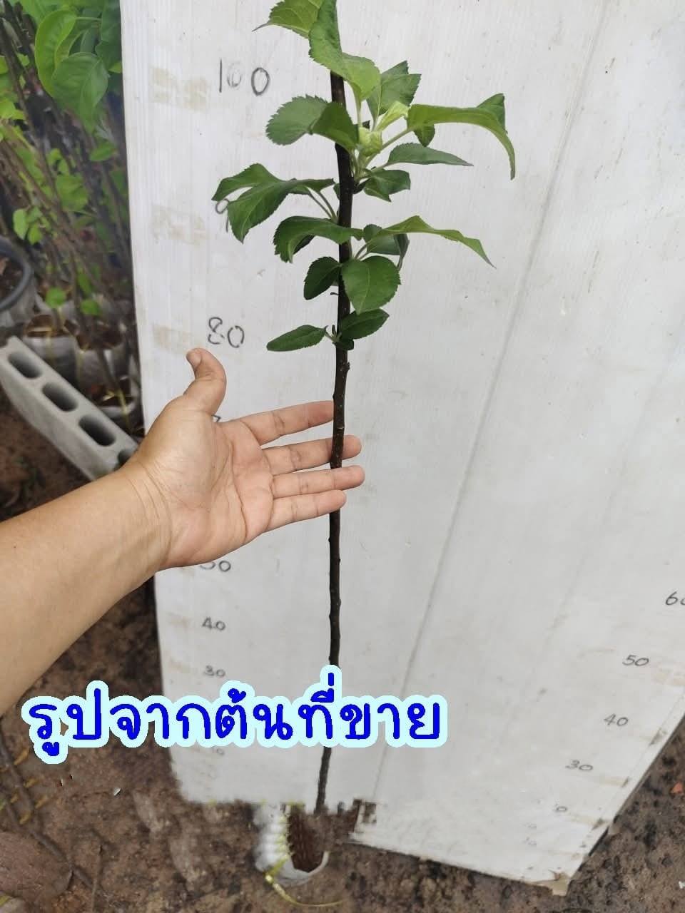 ต้น เสียบยอด สูง 50-60cm แอปเปิ้ล ต้นแอปเปิ้ล พันธุ์ แอนนา 安娜 Anna Apple tree / klisnus