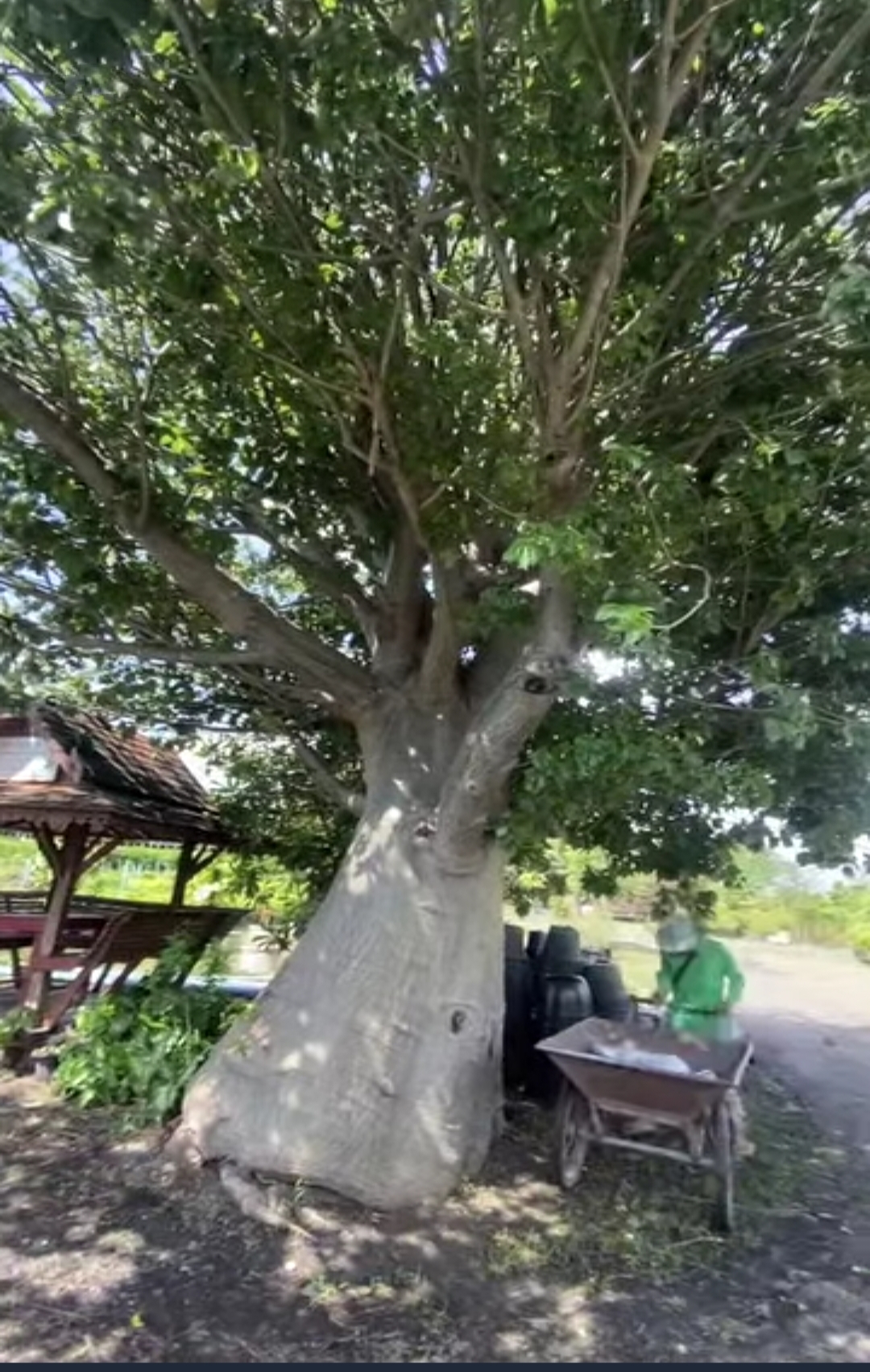 ต้นเบาบับดิจิทาทา พันธุ์ต้นอ้วน Adansonia digitata baobab / eertnom