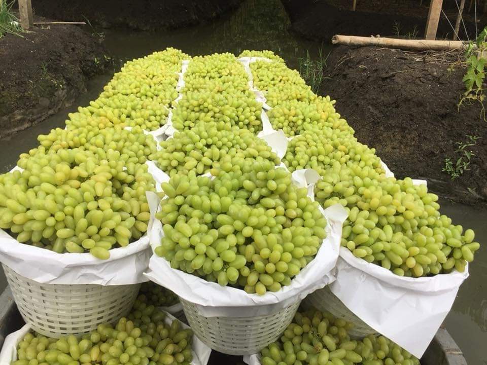 (1ต้น) ต้น องุ่น ต้นองุ่น แบบ กิ่งตอน และ แบบตอ Grapevine grape ไวท์มะละกา แบล็คโอปอร์ ไซมัสคัส ไวท์เฟรมซีดเรท รูดพอเรด บิวตี้ เฟลม คามีนัล คริมสัน ซีดเรท แรมโป้ rembo นิ้วแม่มด สการ์ล๊อตตาร์ ไวกิ้ง / Bunnapawong