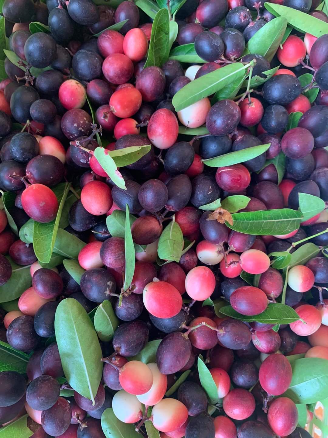 น้ำมะม่วงหาวมะนาวโห่ 100% สิริสมปอง Karanda juice สวนมะนาวโห่ลุงศิริ & สูตร ไซเดอร์ cider