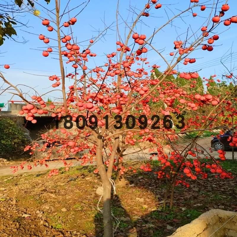 (1ต้น) ต้น ต้นพลับคริสตรัล ต้นพลับคริสตัล plub crystal Persimmon พลับ ต้นพลับ คลิสตัล / ศรัณย์รักษ์