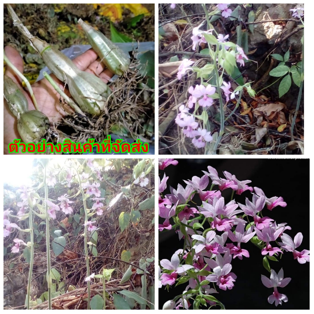 (7ต้น) (ขาย ต้นพันธุ์) ดอก ต้น กล้วยไม้ดิน คาลันเท เอื้อง อั่วพวงมณี ( Calanthe ) ว่านมงคล