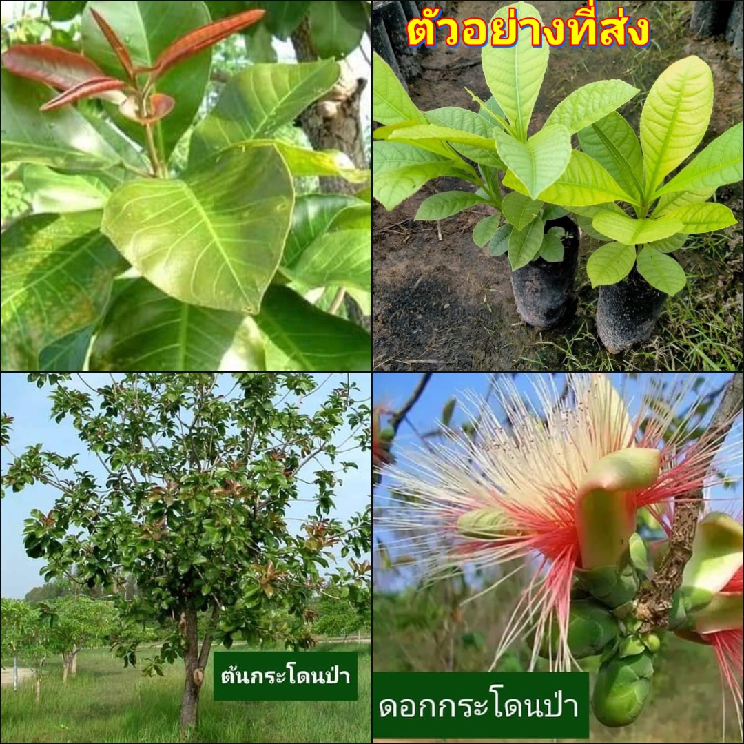 (3ต้น) ต้น ผักกระโดนป่า ต้นผักกระโดนป่า กระโดน ป่า ผักกระโดน / เยาวลักษณ์