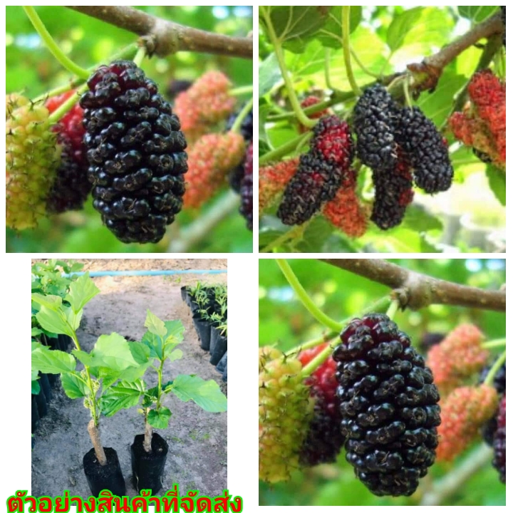 (ขาย ต้นพันธุ์) ต้น หม่อนเชียงใหม่ หม่อน เบอร์รี่ berry petlada / happy