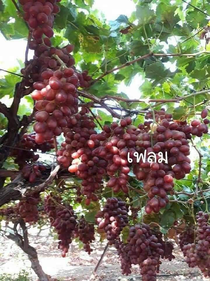 (1ต้น) ต้น องุ่น ต้นองุ่น แบบ กิ่งตอน และ แบบตอ Grapevine grape ไวท์มะละกา แบล็คโอปอร์ ไซมัสคัส ไวท์เฟรมซีดเรท รูดพอเรด บิวตี้ เฟลม คามีนัล คริมสัน ซีดเรท แรมโป้ rembo นิ้วแม่มด สการ์ล๊อตตาร์ ไวกิ้ง / Bunnapawong