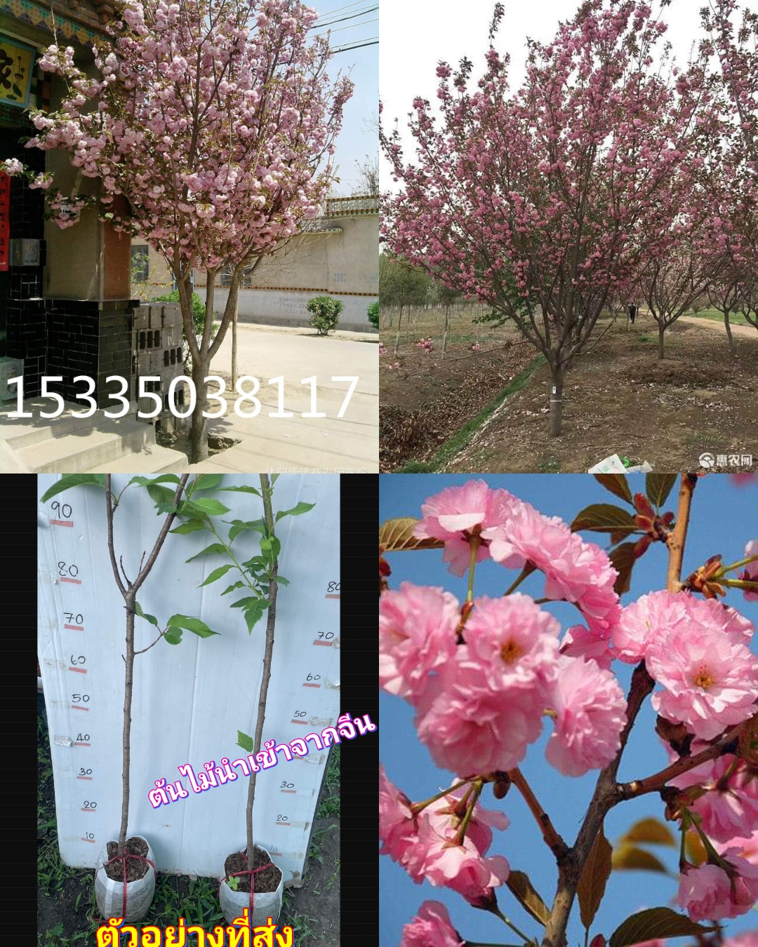 (1ต้น) ต้น อายุ 2 - 3 ปี ซากุระ ต้นซากุระ ดอกซ้อน Sakura tree , double flowers / ศรัญลักษณ์