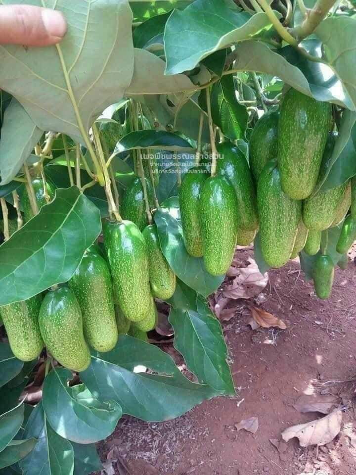 (1ต้น)(ขาย ต้นพันธุ์) ต้น อโวคาโด ไร้เมล็ด เวียดนาม ต้นอโวคาโด avocado พืชพันธุ์สร้างสวน