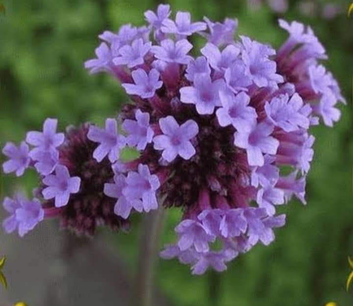 (10ต้น) เวอบีน่า ไฟเนสส์ Verbena Finesse ดอกลมหนาว เวอร์บีน่า ไฟเนส