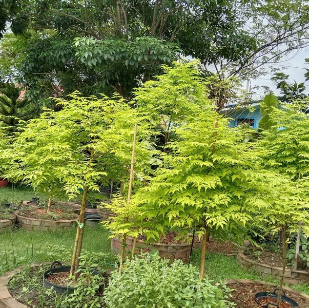 (1ต้น) ต้น เกษมณีสีทอง เมเปิ้ลเขียว เมเปิ้ลไทย Melia azedarach เลี่ยนทอง นารี เกรียน เฮี่ยน เลี่ยนดอกม่วง ลำเลี่ยน ลั้วะ โขวหนาย ขู่เลี่ยน ขู่เลี่ยนซู่ Bastard cedar, Bead tree Chaina tree Chinaball tree Persian lilac White cedar Melia azedarach L / Pongk