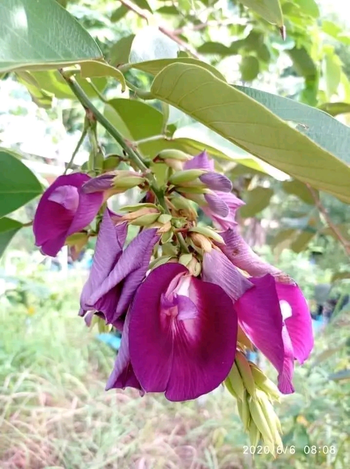 (1ต้น) ต้น สูง 40-50cm เพาะจากเมล็ด คลิทอเรีย อัญชันต้น ดอกช่อม่วง CLITORIA FAIRCHILDIANA อัญชัน / Navin