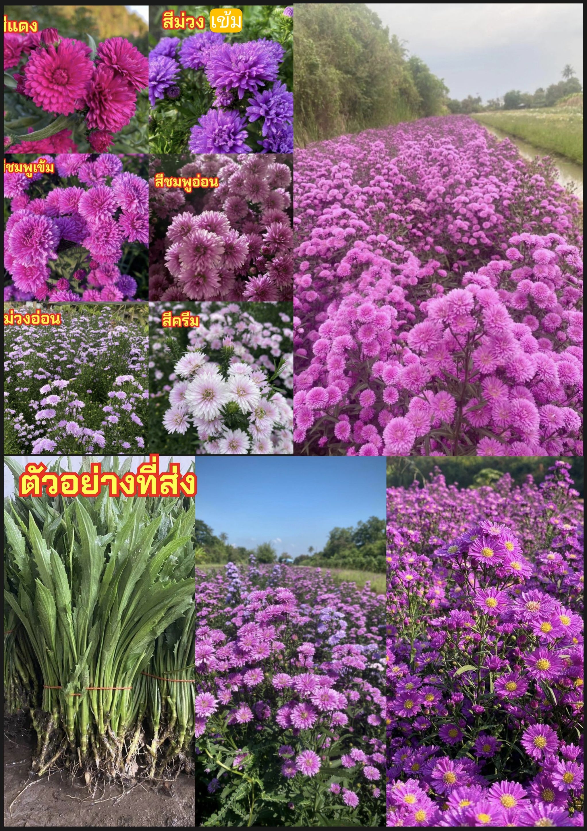 ต้น มากาเร็ต มาการ์เร็ต มาร์กาเร็ต ต้นคัตเตอร์ ต้นคัสเตอร์ Marguerite Daisy Paris daisy Cutter Flower New York Aster / nawgnos