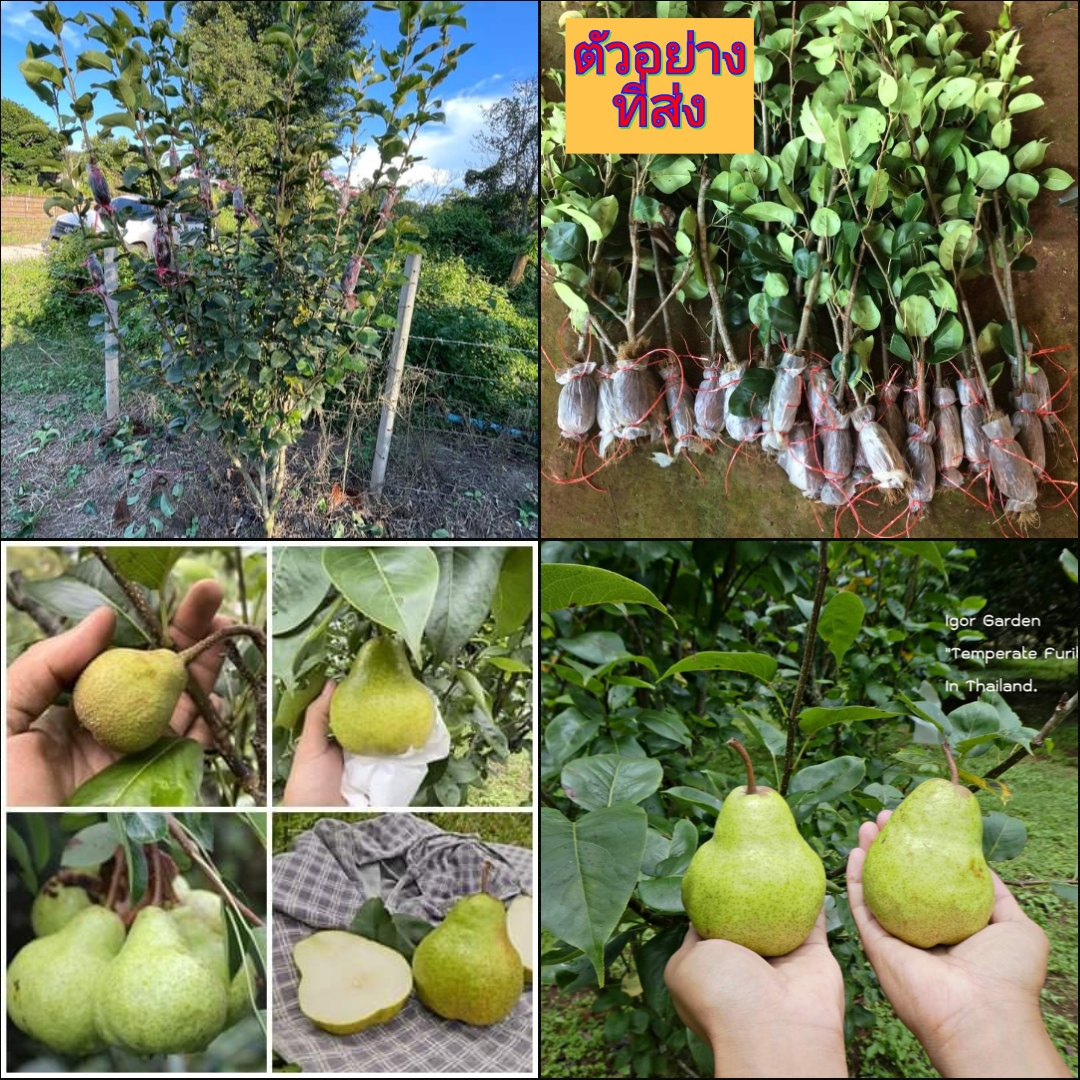 (1กิ่งตอน) กิ่งตอน ต้นลูกแพรเขียวไทย ต้น ลูกแพรเขียวไทย ลูกแพร เขียวไทย Thai Green Pear แท้ 100% พิสุทธิ์