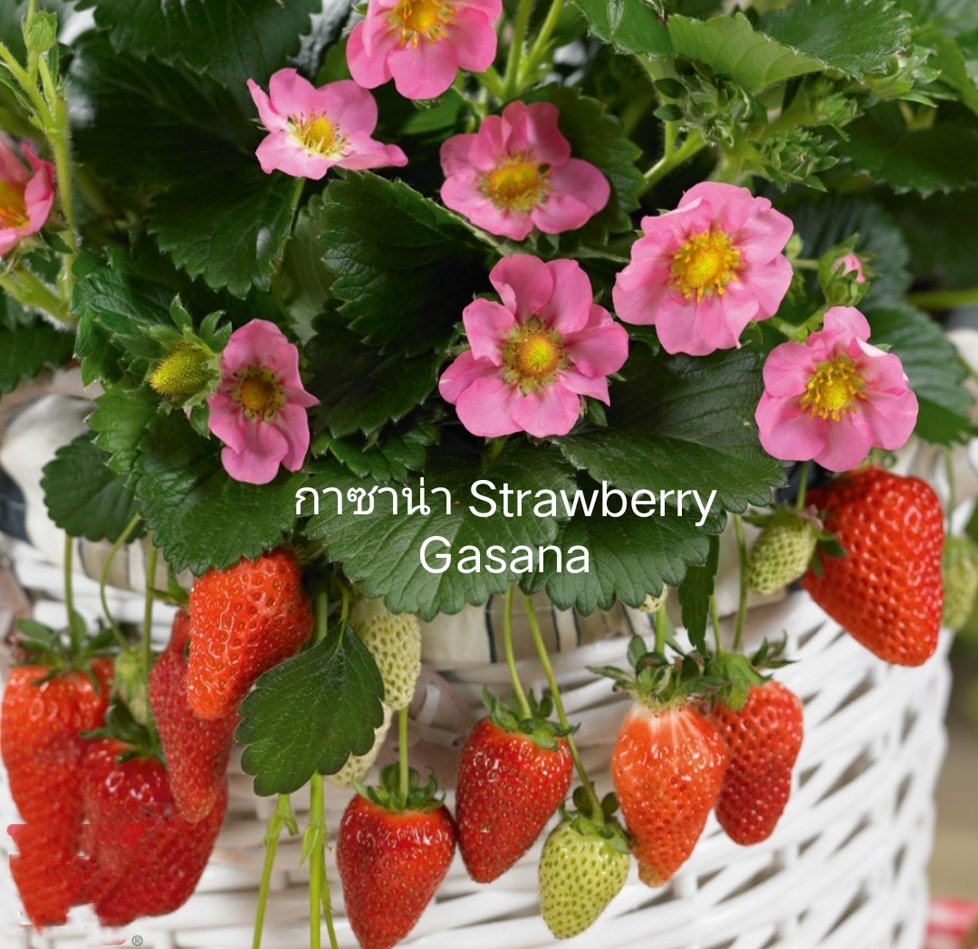 มี 17 สายพันธุ์ ต้น สตอเบอรี่ ต้นสตอเบอรี่ strawberry tree อากิฮิเมะ Akihime Aromas AE Angel Eight fronteras พิมพ์วรัตน์ พิ้งค์รูบี้ กาซาน่า Gasana Favette สวีทชาลี sweetcharlie Flavia from Italy Eweebreed แพรวา ดอกชมพู ราบิด้าพิ้ง Rabida Pink อเมริกันจัม