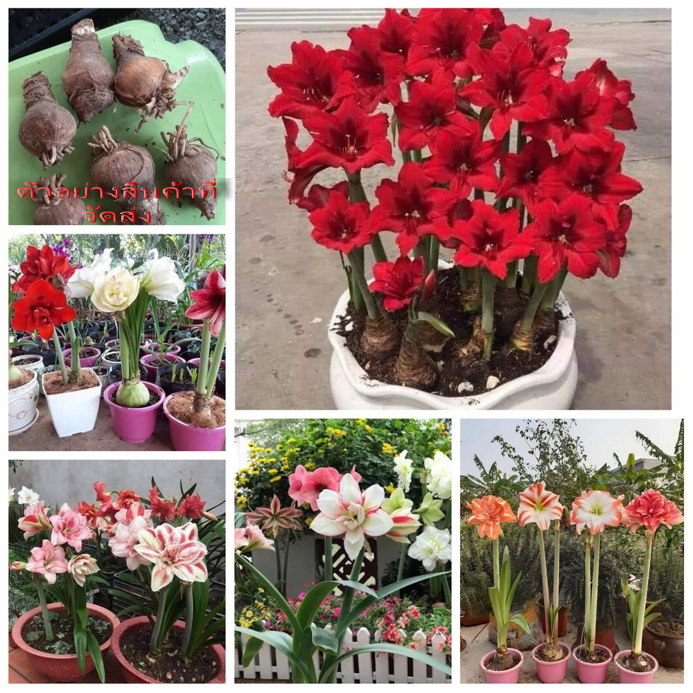(สั่งขั้นต่ำ3หัว) ว่านสี่ทิศ นำโชคลาภ และความสดใสให้บ้านของคุณ หัว ดอก ต้น ว่านสี่ทิศ ว่าน4ทิศ ว่าน 4 ทิศ Flower Garden