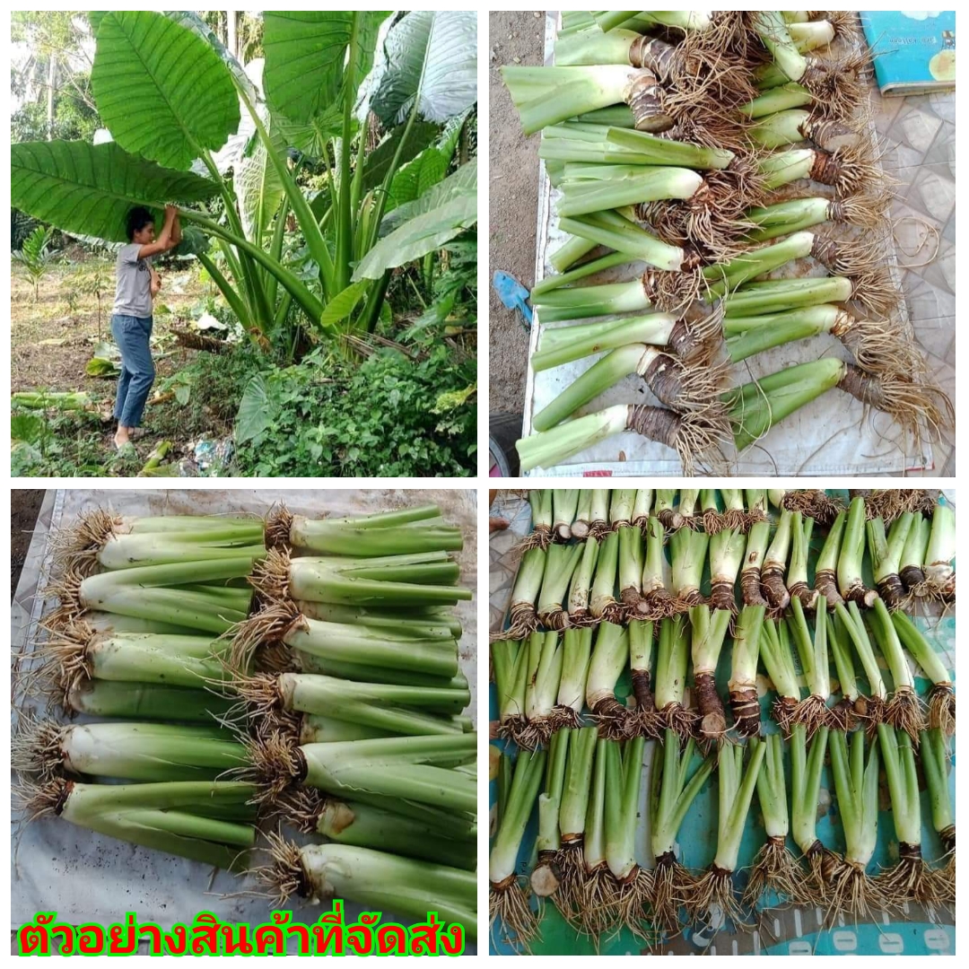 ต้นกระดาด จัดสวน จัดรัว สวนสวย ตกแต่งบริเวณบ้าน ต้นกระดาษ ปลูกประดับบ้าน บอน บอนยักษ์ บอนใบใหญ่ ต้น กระดาด กะดาด กระดาษ