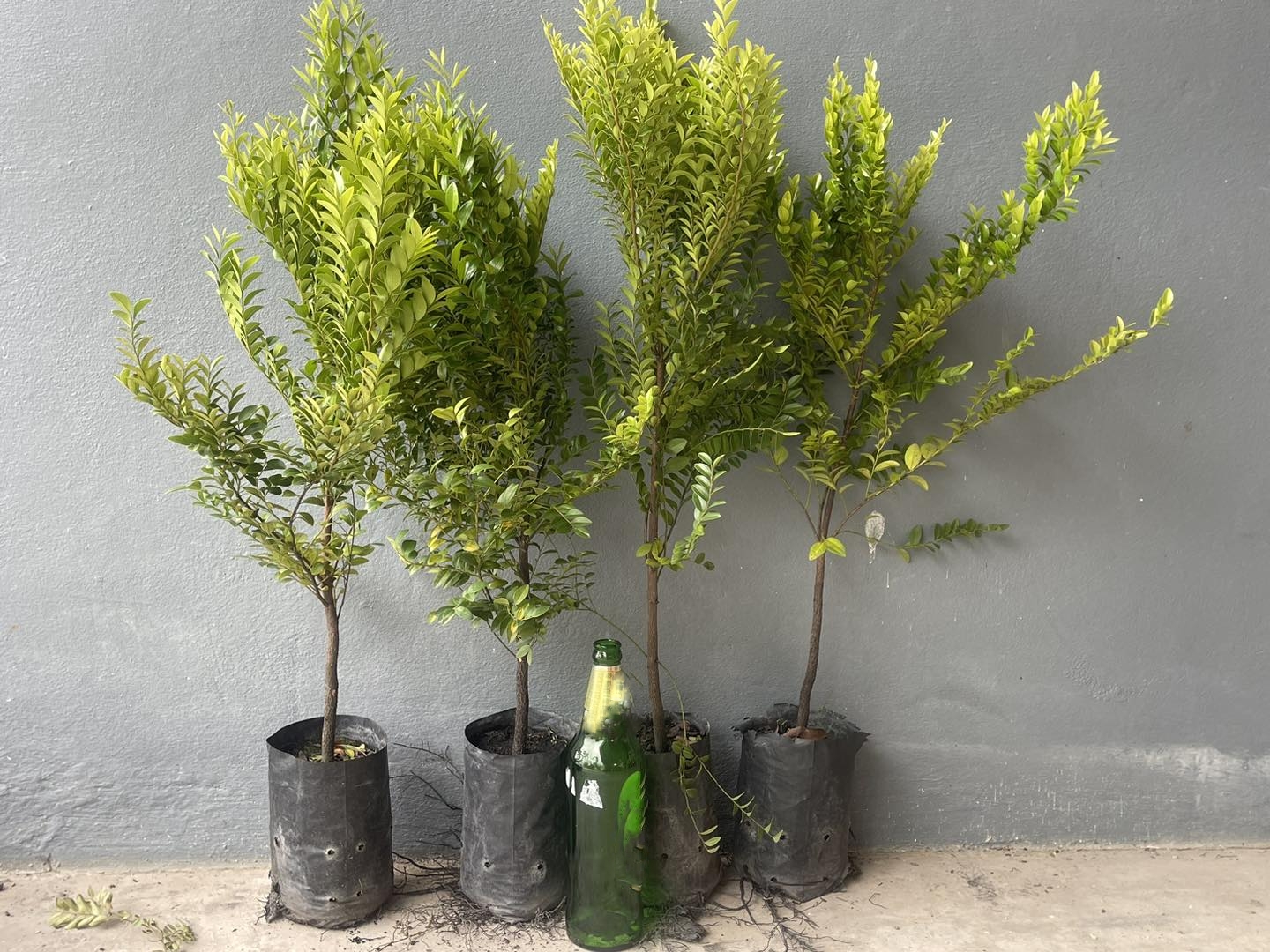 สูง 60cm ต้นล่ำซำ ต้นหูหนู หรือ ต้นสั่งทำ Black Ebony tree / iamnahpahcin
