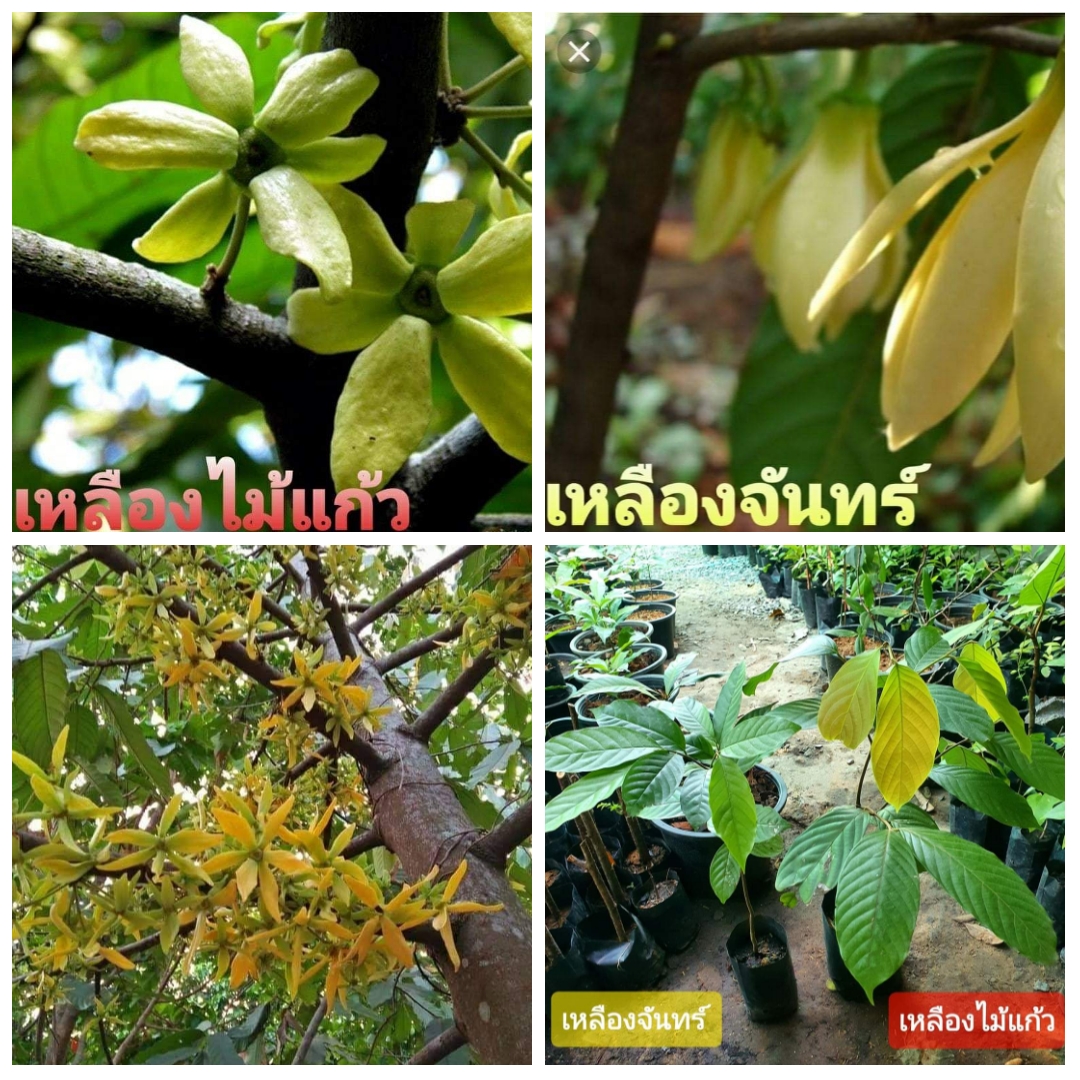 (ขาย ต้นพันธุ์) ดอก ต้น เหลืองจันทร์ & เหลืองไม้แก้ว ไม้ไทยดอกหอม