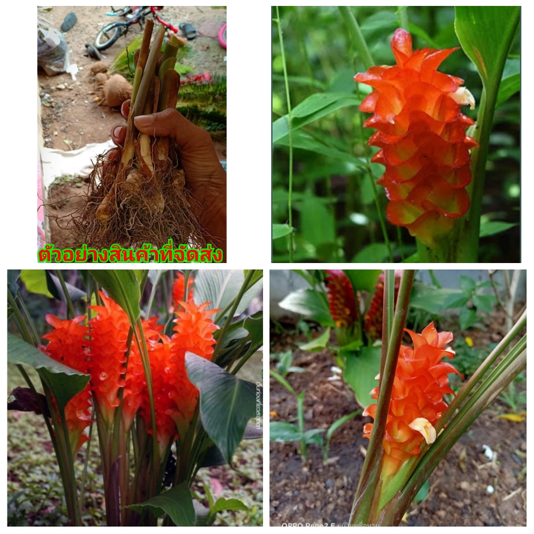 (5หัว)(ขาย หัวพันธุ์) ดอก ต้น หัว เหง้า กระเจียวส้ม กระเจียว สีส้ม ไม้มงคล