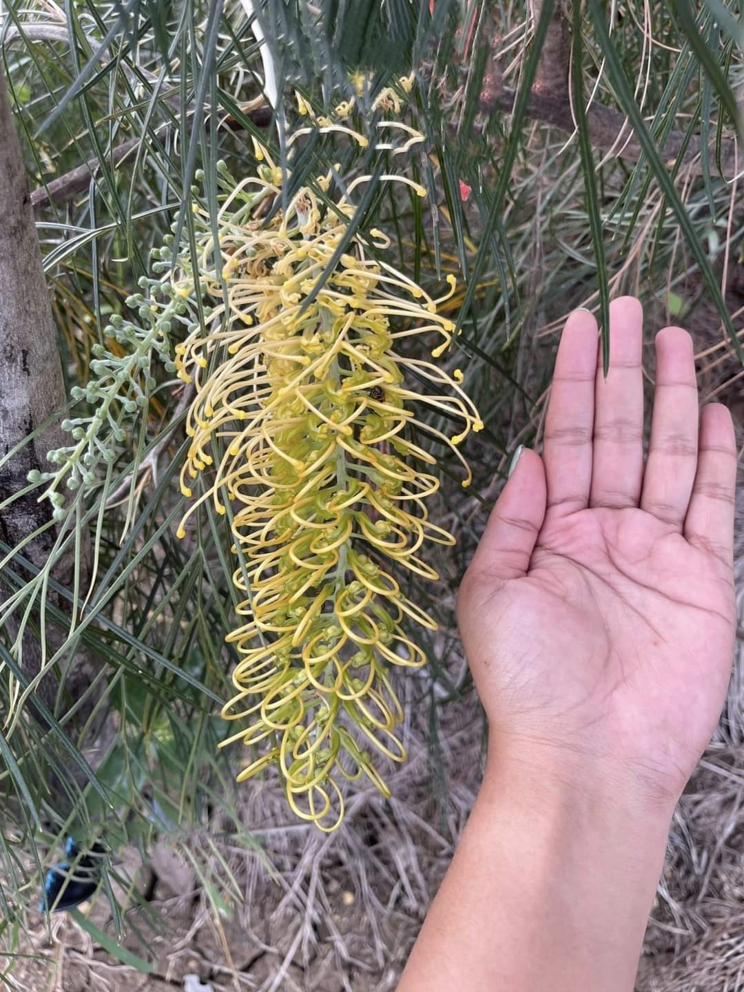 รบกวน สั่งซื้อ ผ่านไลน์ เท่านั้น (1ต้น) สูง 250cm ต้น สนเกรวิลเลีย Grevillea Bush Lemons yellow กรีวิเลีย บุช เลมอน ดอก สีเหลือง Sakphong