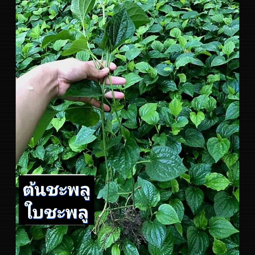 15ต้น) ต้น ชะพลู หรือ ผักอีเลิด ผักอีเลิศ ใบชะพลู ต้นชะพลู / ผักชายป่า
