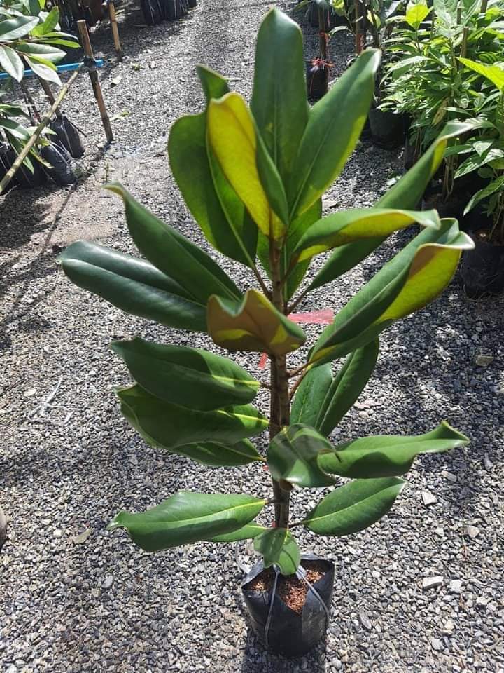 (1ต้น) สูง 80cm ต้น แมกโนเลีย แกรนด์ดิฟฟอร่า Magnolia grandiflora ตอนกิ่ง / Navin