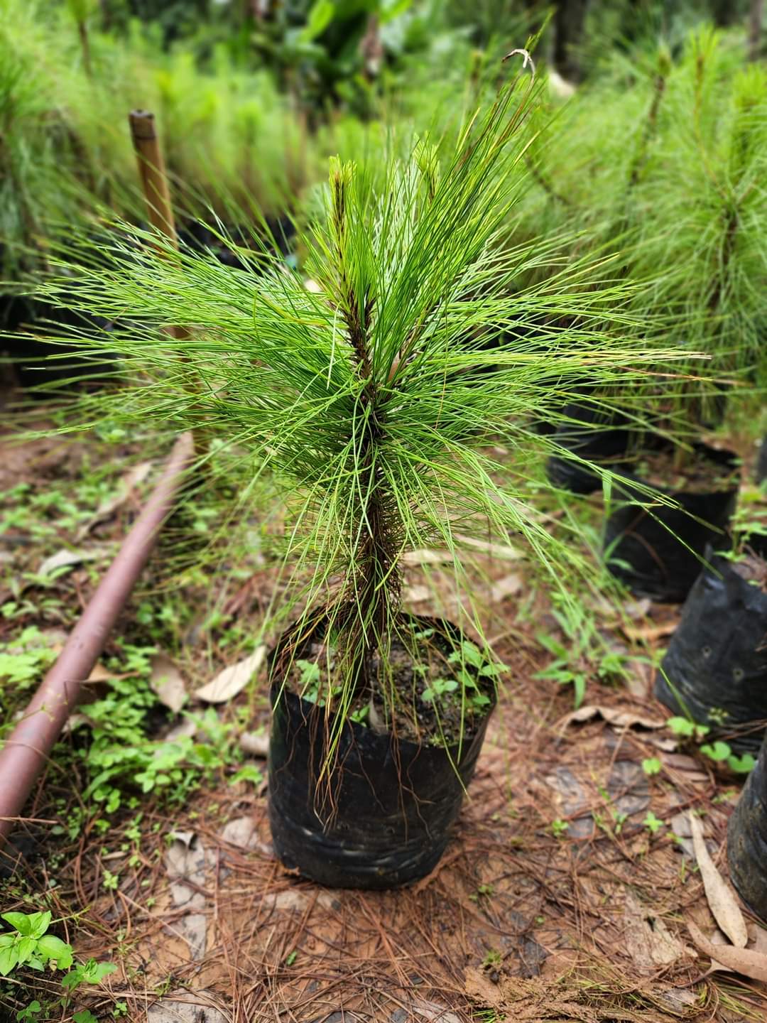 (1ต้น) ต้น ต้นสน Pinus kesiya สนสามใบ หรือ เกี๊ยะแดง สน ต้นสนสามใบ ทษณน สำเนา