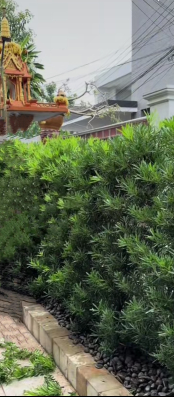 ต้นสนใบพาย สนใบพาย Podocarpus polystachyus ทำรั้วต้นไม้ ไม้แนวรั้ว ปลูกทำรั้ว ทำรั้ว รั้วต้นไม้ / eertnom