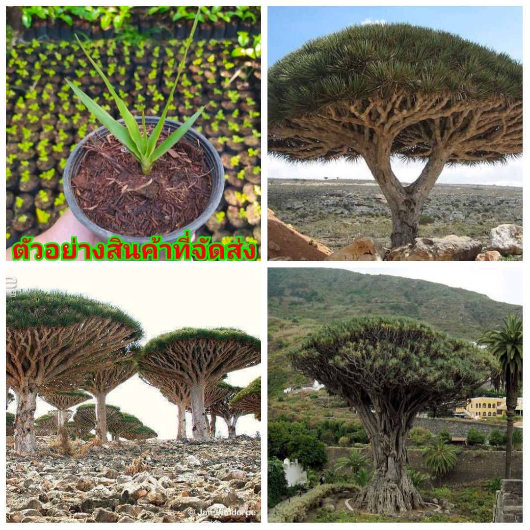 (1ต้น)(ขาย ต้นพันธุ์) ต้น ต้นจันผาเลือดมังกร Dracaena draco ต้นจันผา ต้นเลือดมังกร เลือดมังกร เมล็ดพันธุ์ดี