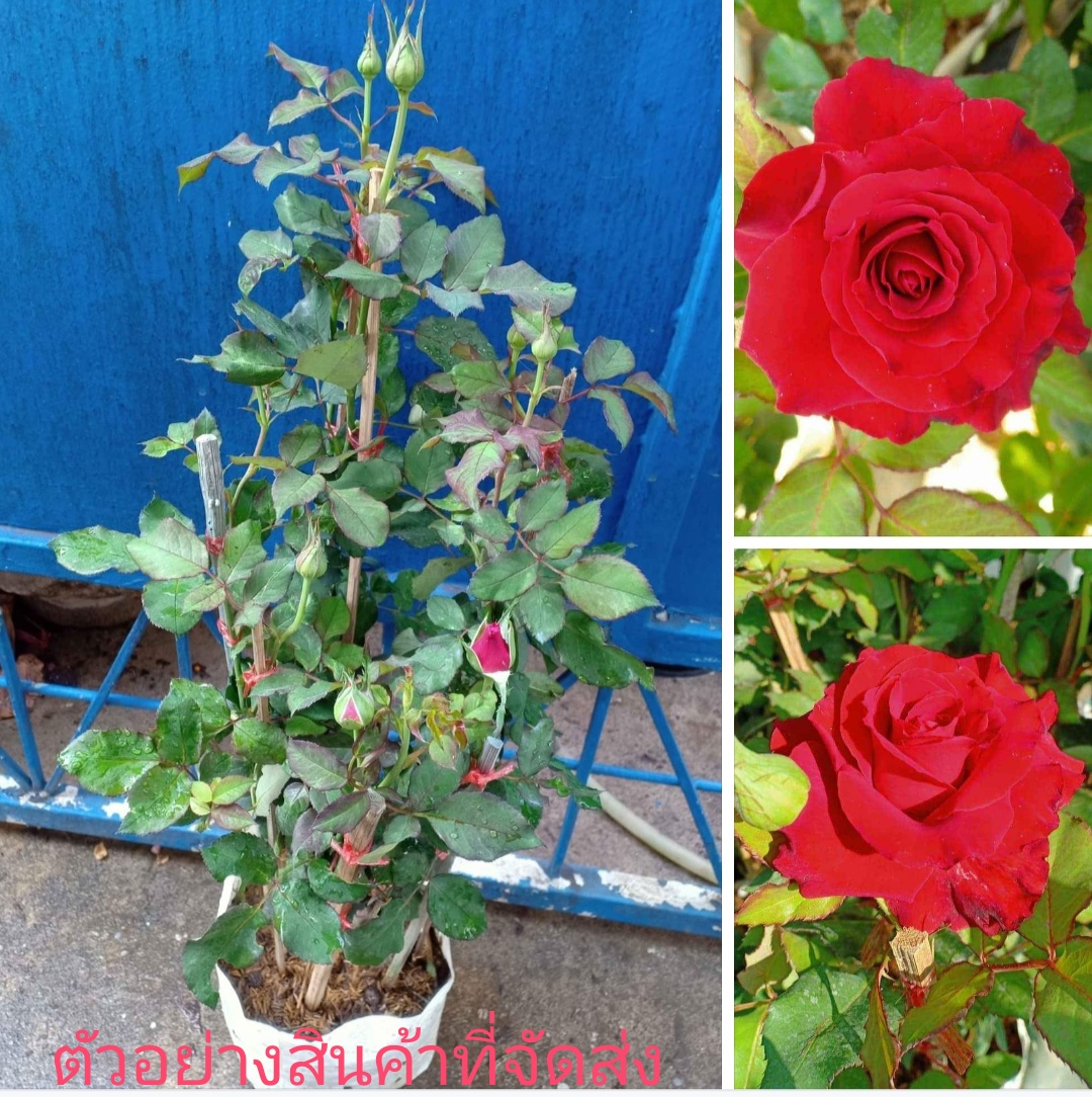 (ขาย ต้นพันธุ์) ต้น ดอก กุหลาบ ดอกใหญ่ สีแดง Black Baccara rose ภูษณิศา