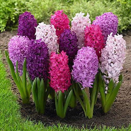 (จำหน่าย หัวพันธุ์) มี5สีให้เลือก ต้น ดอก สีไฮยาซิน hyacinth huawan