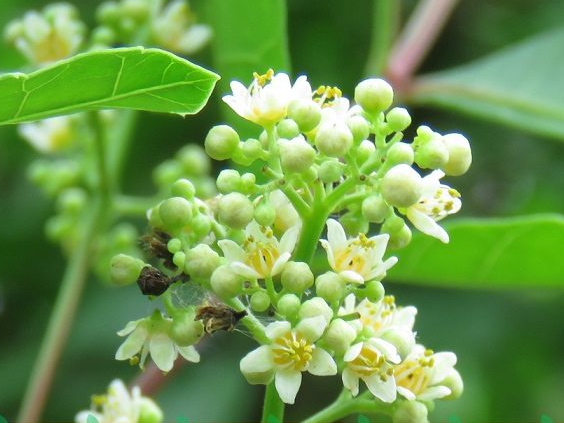 ต้น กิ่งตอน มะตูมซาอุ ต้นมะตูมซาอุ Brazilian Schinus terebinthifolia มะตูมแขก สะเดาบาห์เรน / tirawgnohp