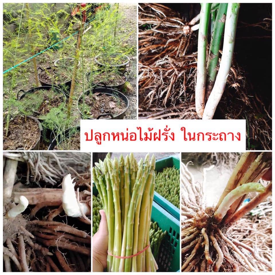 (เหง้าแม่พันธุ์สำหรับปลูก) หน่อไม้ฝรั่งปลูกครั้งเดียว ให้ผลผลิต 5-10 ปี เหง้า หน่อไม้ฝรั่ง