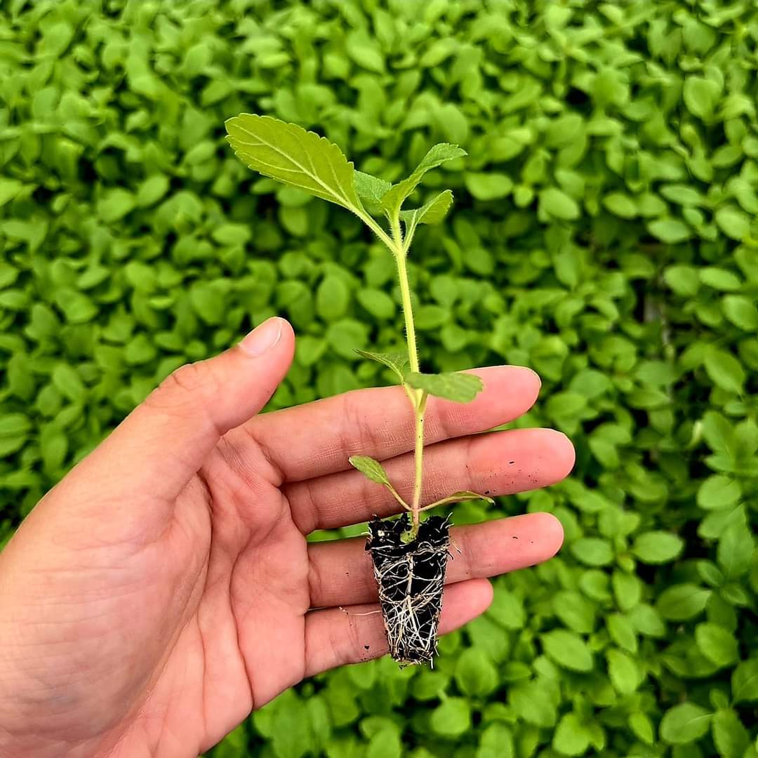 (10ต้น) เวอบีน่า ไฟเนสส์ Verbena Finesse ดอกลมหนาว เวอร์บีน่า ไฟเนส